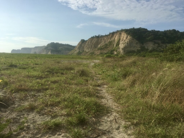 A trail through the sea grass set back behind the sand
